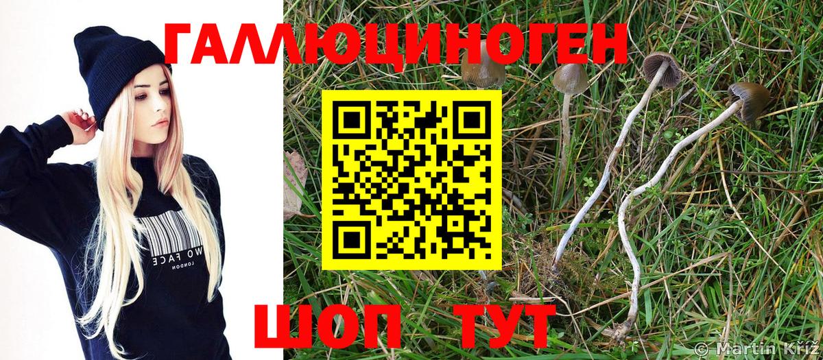 Псилоцибиновые грибы мухоморы Сочи